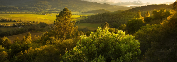 The Perfect Mix of Luxury and Redwoods In One of Our Favourite Places in The World